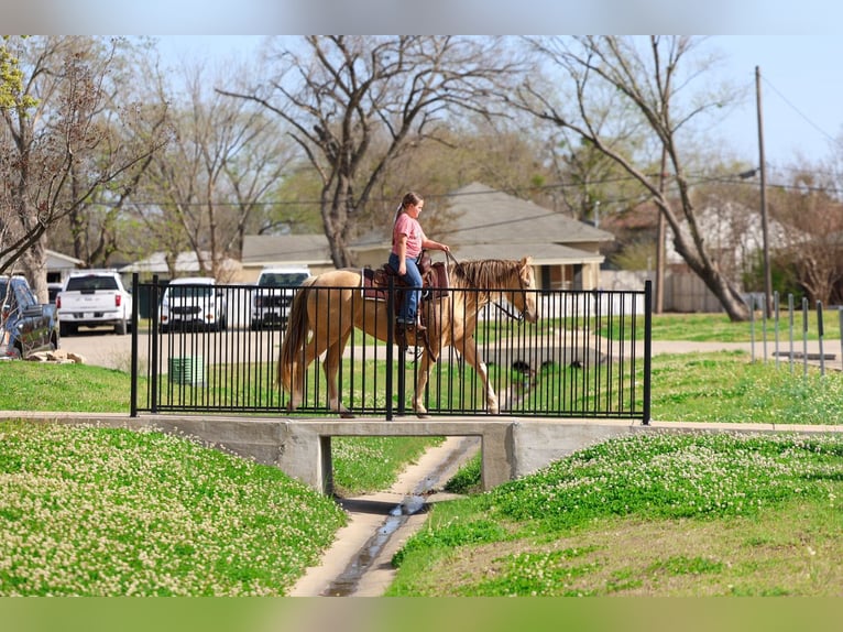 Quarter horse américain Jument 6 Ans 152 cm Champagne in Forney