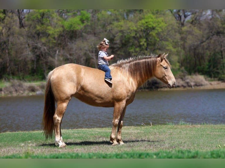 Quarter horse américain Jument 6 Ans 152 cm Champagne in Forney