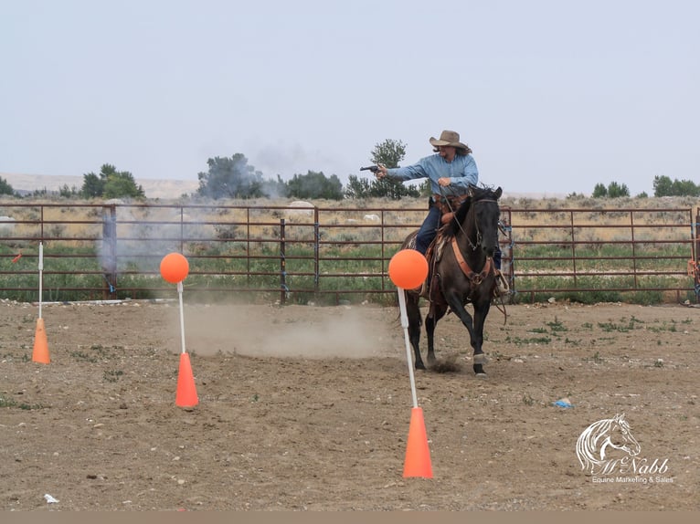 Quarter horse américain Jument 6 Ans 152 cm Grullo in Cody