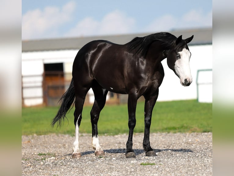 Quarter horse américain Jument 6 Ans 152 cm Noir in Ripley