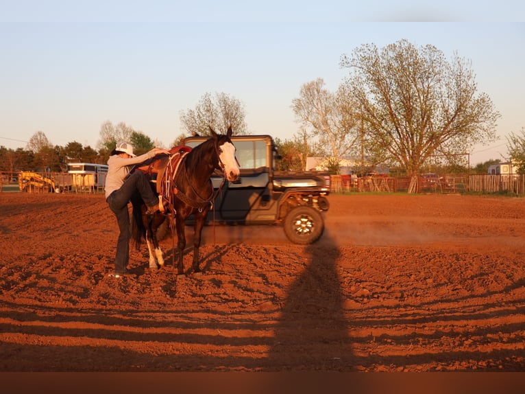 Quarter horse américain Jument 6 Ans 152 cm Noir in Ripley