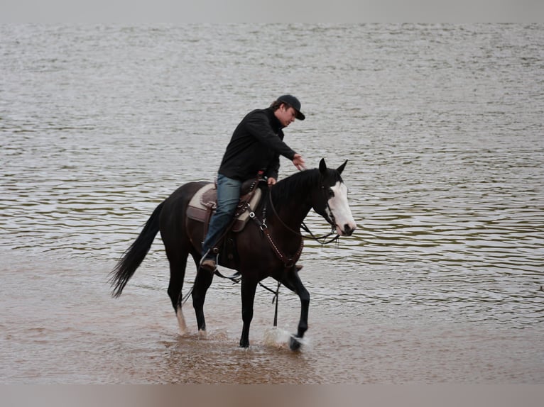 Quarter horse américain Jument 6 Ans 152 cm Noir in Ripley