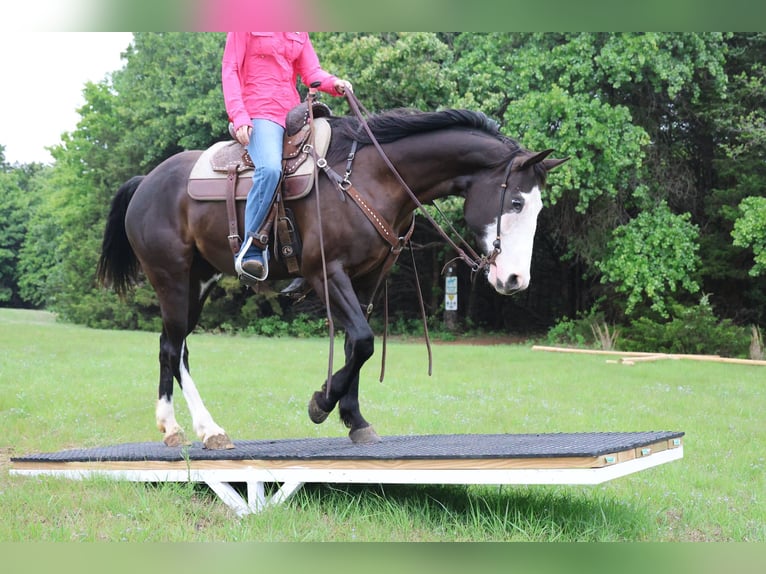 Quarter horse américain Jument 6 Ans 152 cm Noir in Ripley
