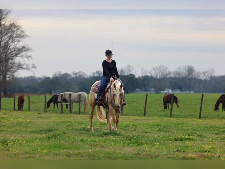 Quarter horse américain Jument 6 Ans 152 cm Palomino in Grand Bay
