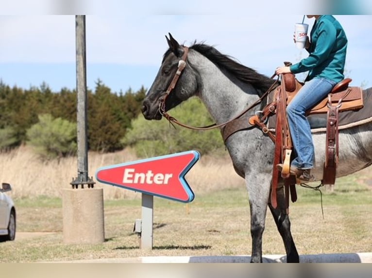 Quarter horse américain Jument 6 Ans 152 cm Rouan Bleu in Ripley