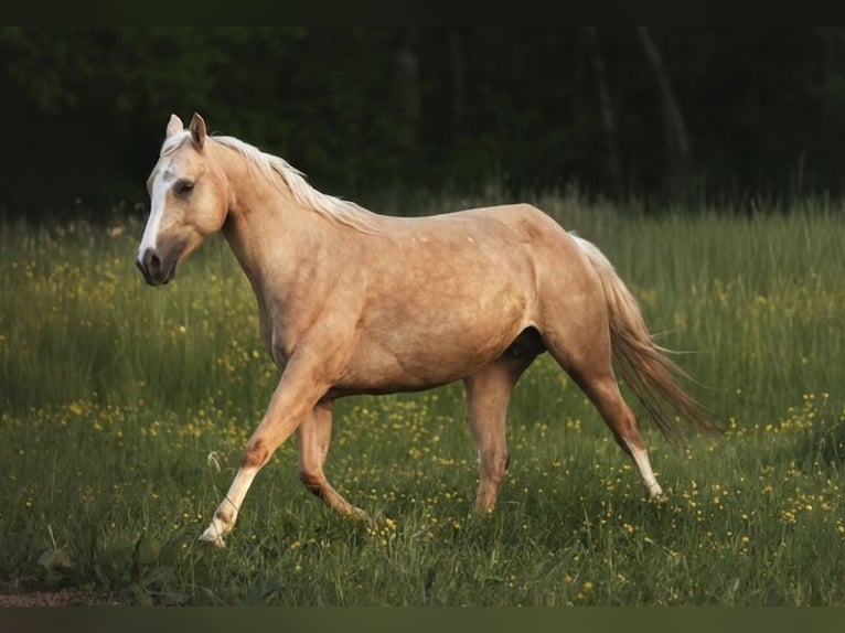 Quarter horse américain Jument 6 Ans 153 cm Palomino in Eynatten