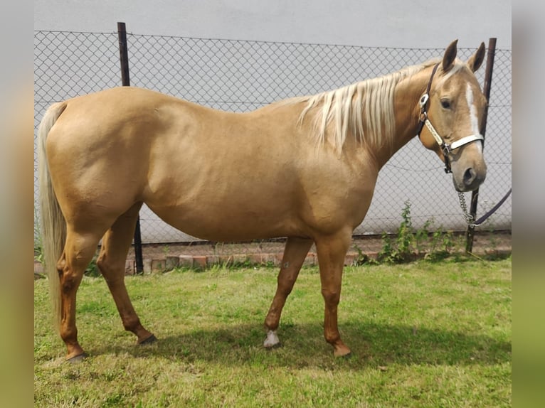 Quarter horse américain Jument 6 Ans 153 cm Palomino in Aschersleben