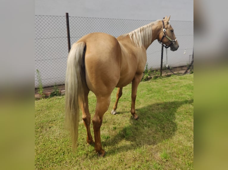 Quarter horse américain Jument 6 Ans 153 cm Palomino in Aschersleben