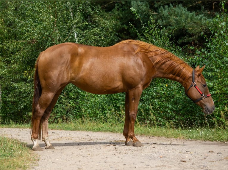 Quarter horse américain Jument 6 Ans 154 cm Alezan in L&#xFC;bben (Spreewald)