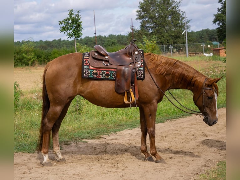 Quarter horse américain Jument 6 Ans 154 cm Alezan in L&#xFC;bben (Spreewald)