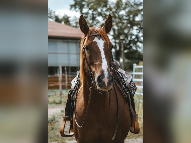 Quarter horse américain Jument 6 Ans 154 cm Alezan in L&#xFC;bben (Spreewald)