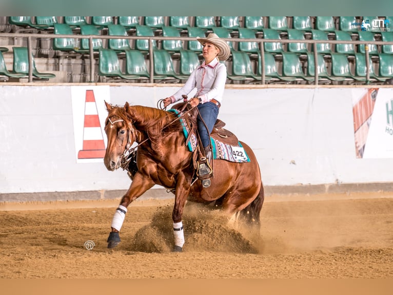 Quarter horse américain Jument 6 Ans 154 cm Alezan in Spalt