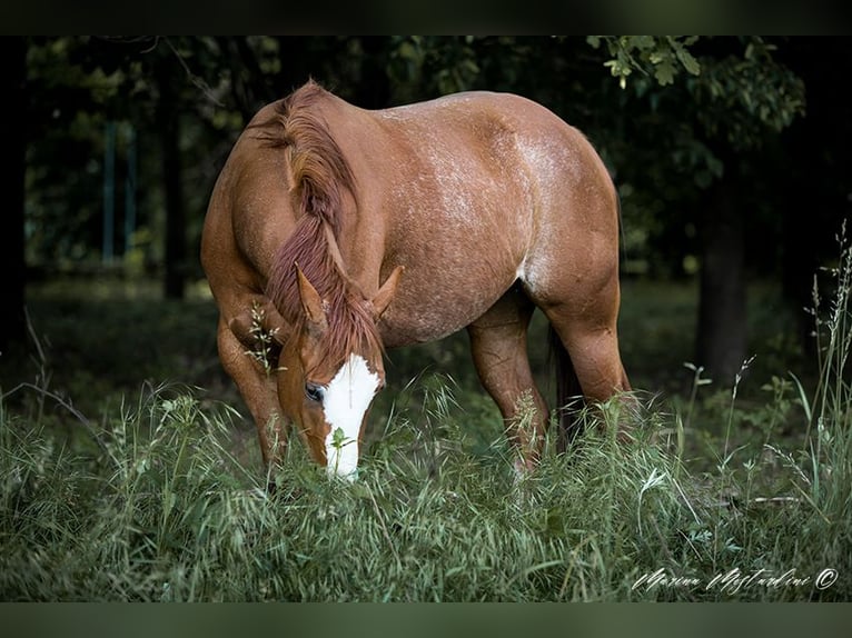 Quarter horse américain Jument 6 Ans 155 cm Bai clair in Vimercate