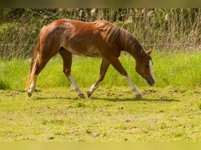 Quarter horse américain Jument 6 Ans 155 cm Rabicano in Andernach
