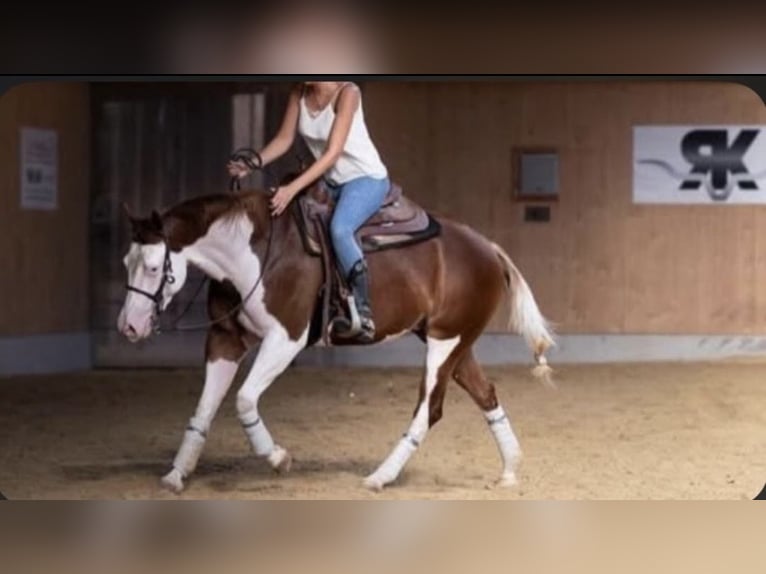 Quarter horse américain Jument 6 Ans 155 cm  in Caserta