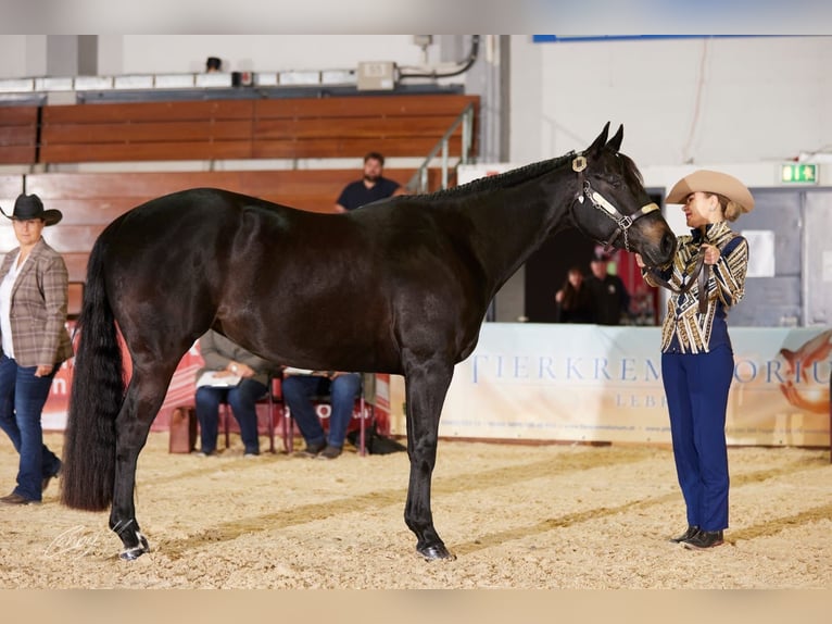 Quarter horse américain Jument 6 Ans 156 cm Bai brun in Neukirchen Quarter horse américain Jument 6 Ans 156 cm Bai brun in Neukirchen