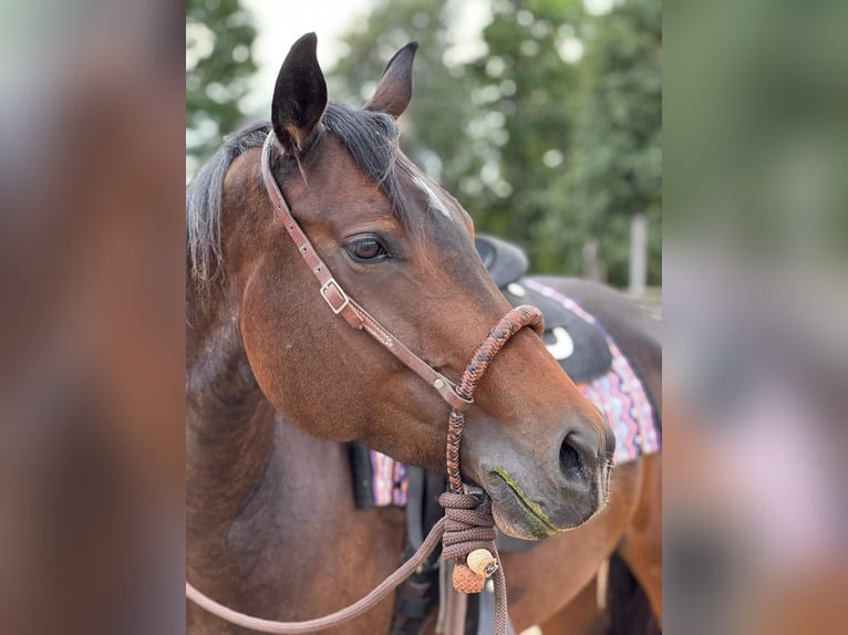 Quarter horse américain Jument 6 Ans 156 cm Bai brun in Zülpich