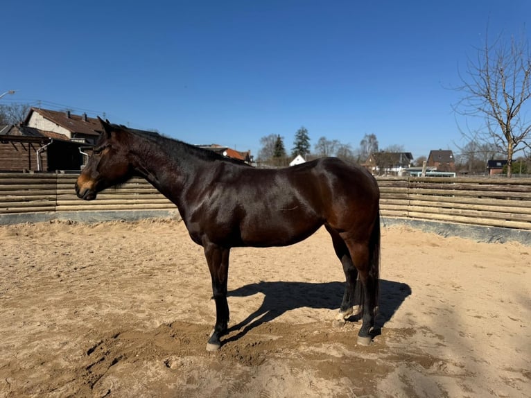 Quarter horse américain Jument 6 Ans 156 cm Bai brun in Zülpich