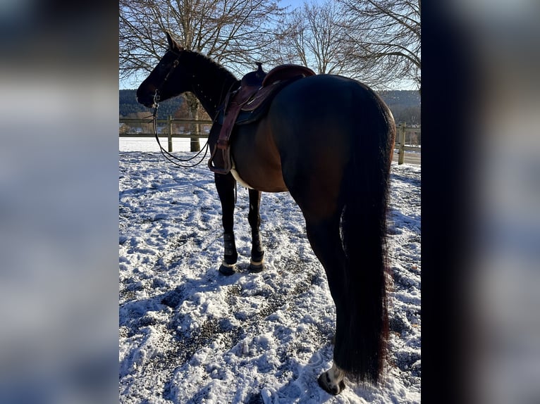 Quarter horse américain Jument 6 Ans 156 cm Bai in Pfalzgrafenweiler