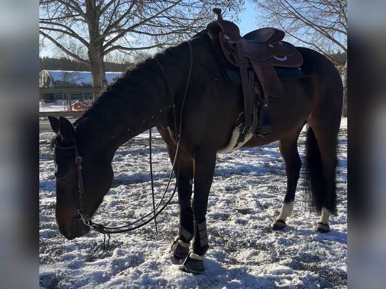 Quarter horse américain Jument 6 Ans 156 cm Bai in Pfalzgrafenweiler