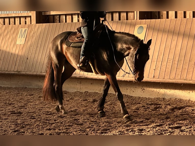 Quarter horse américain Jument 6 Ans 156 cm Bai in Pfalzgrafenweiler