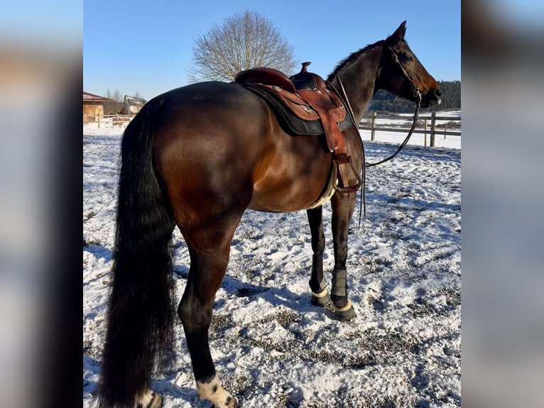 Quarter horse américain Jument 6 Ans 156 cm Bai in Pfalzgrafenweiler