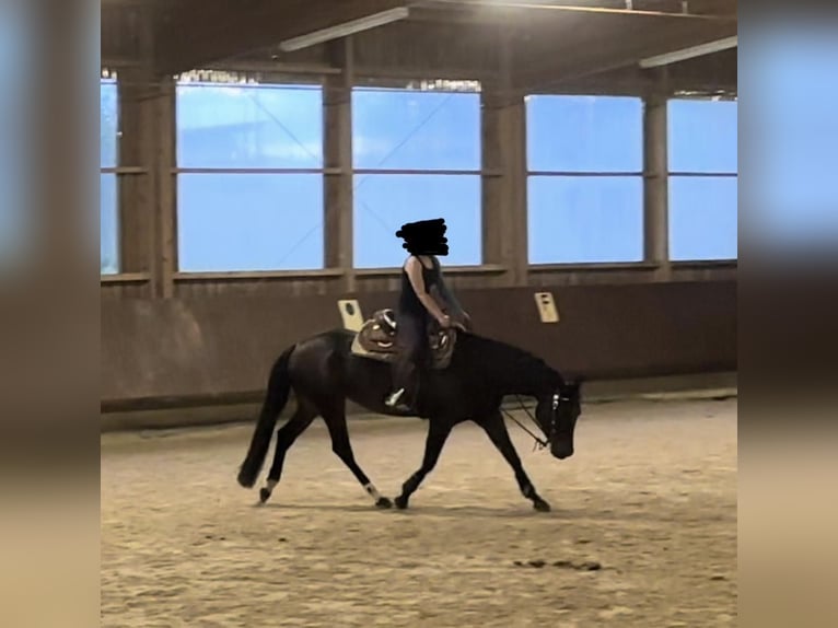 Quarter horse américain Jument 6 Ans 156 cm Bai in Pfalzgrafenweiler