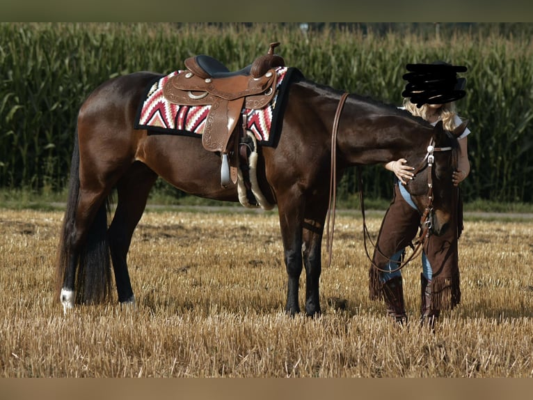 Quarter horse américain Jument 6 Ans 156 cm Bai in Pfalzgrafenweiler