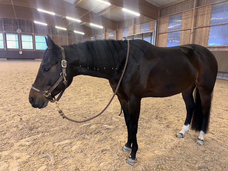 Quarter horse américain Jument 6 Ans 156 cm Bai in Pfalzgrafenweiler