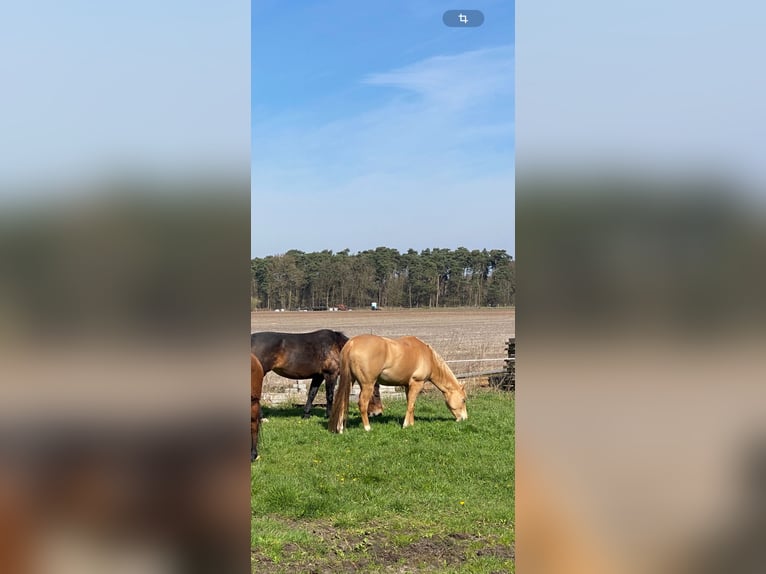 Quarter horse américain Jument 6 Ans 156 cm Champagne in Harsewinkel