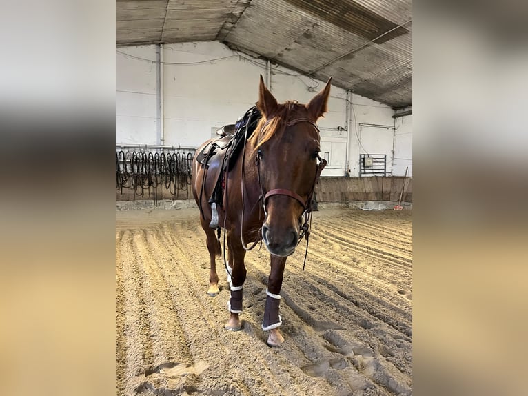 Quarter horse américain Croisé Jument 6 Ans 157 cm Alezan brûlé in Weil am Rhein
