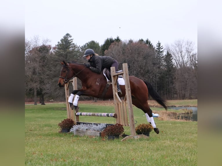 Quarter horse américain Jument 6 Ans 157 cm Bai cerise in Howell