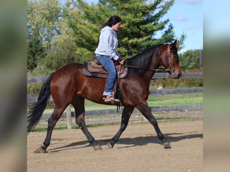 Quarter horse américain Jument 6 Ans 157 cm Bai cerise in Howell