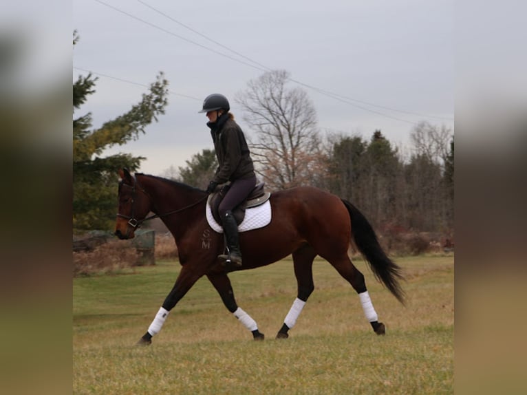 Quarter horse américain Jument 6 Ans 157 cm Bai cerise in Howell