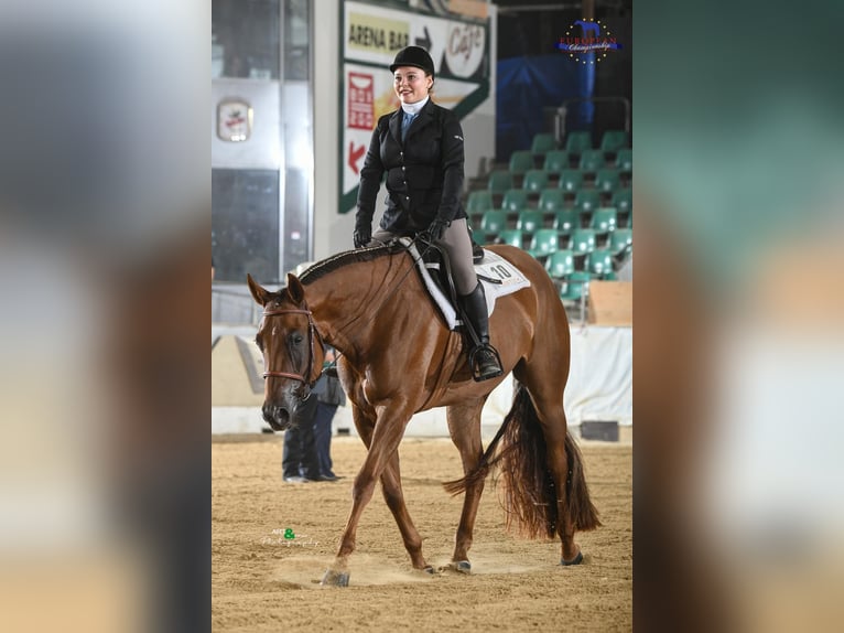 Quarter horse américain Jument 6 Ans 160 cm Alezan in Neukirchen