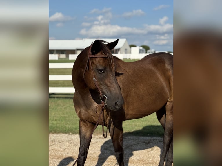 Quarter horse américain Jument 6 Ans 160 cm Bai cerise in Whitesboro