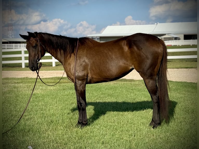 Quarter horse américain Jument 6 Ans 160 cm Bai cerise in Whitesboro