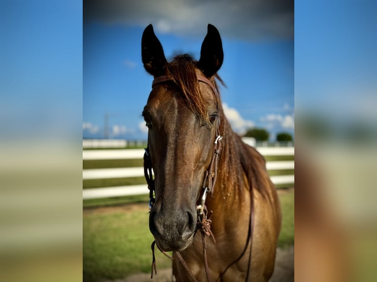 Quarter horse américain Jument 6 Ans 160 cm Bai cerise in Whitesboro