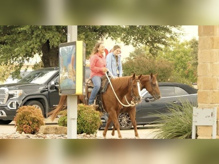 Quarter horse américain Jument 6 Ans 163 cm Alezan brûlé in Huntington