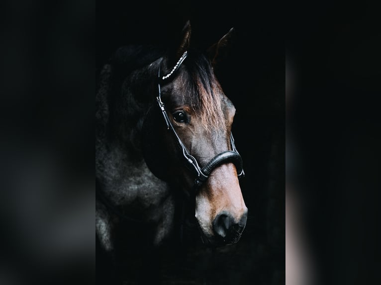Quarter horse américain Jument 6 Ans 163 cm Roan-Bay in Neudrossenfeld