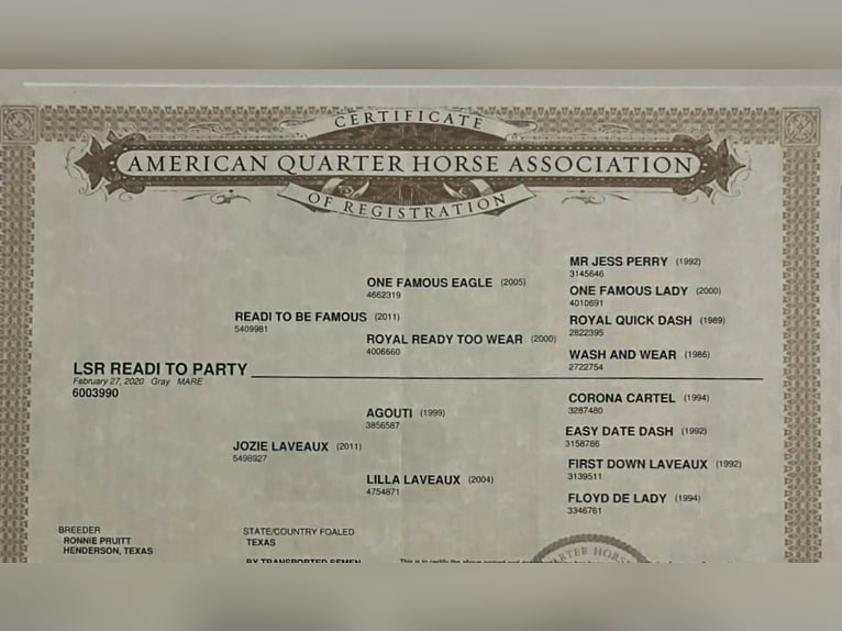 Quarter horse américain Jument 6 Ans 168 cm Gris in Bitterwater CA