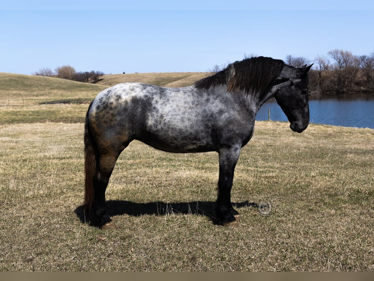Quarter horse américain Jument 6 Ans 168 cm Rouan Bleu in Windom, MN