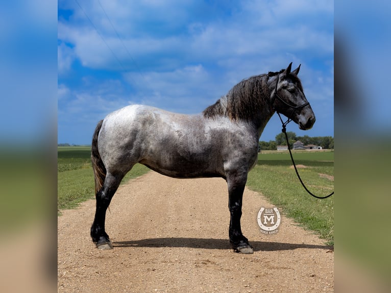 Quarter horse américain Jument 6 Ans 168 cm Rouan Bleu in Windom, MN