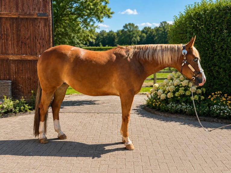 Quarter horse américain Jument 6 Ans Alezan in Börsborn