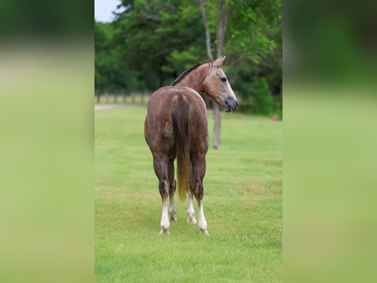 Quarter horse américain Jument 6 Ans Alezan cuivré in Forney