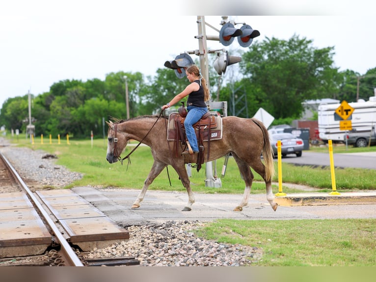 Quarter horse américain Jument 6 Ans Alezan cuivré in Forney