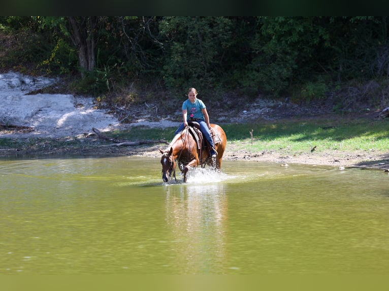 Quarter horse américain Jument 6 Ans Alezan cuivré in Terrell
