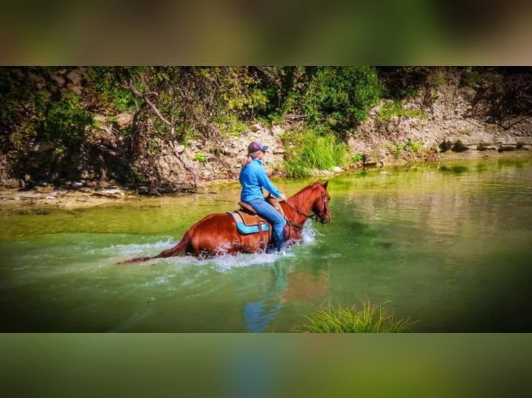 Quarter horse américain Jument 6 Ans Alezan cuivré in Bluff Dale TX
