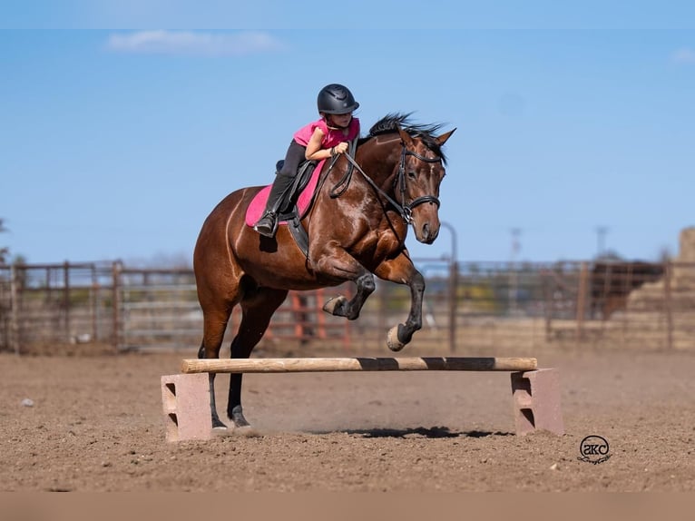 Quarter horse américain Jument 6 Ans Bai cerise in Canyon, TX