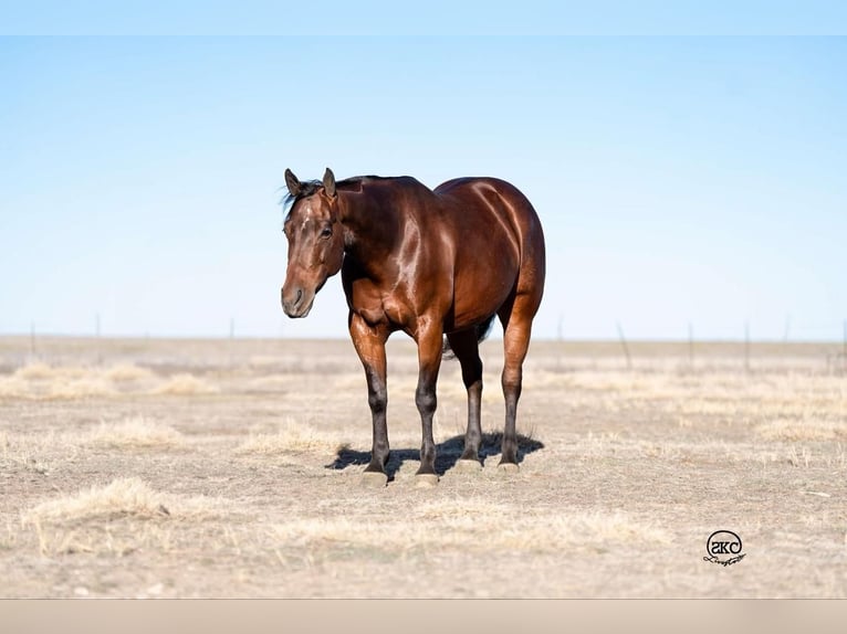 Quarter horse américain Jument 6 Ans Bai cerise in Canyon, TX